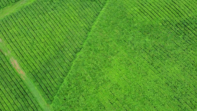 4K航拍 茶园茶场茶山绿色风景