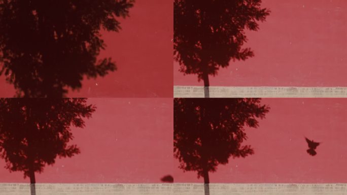 象征温馨和平的意境画面——鸽子与红墙