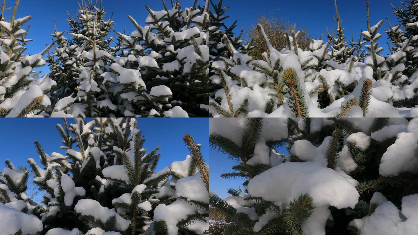 雪后小松树
