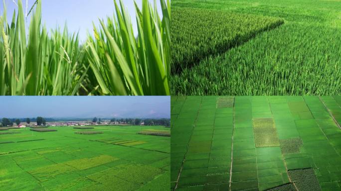 稻田村庄水渠灌溉