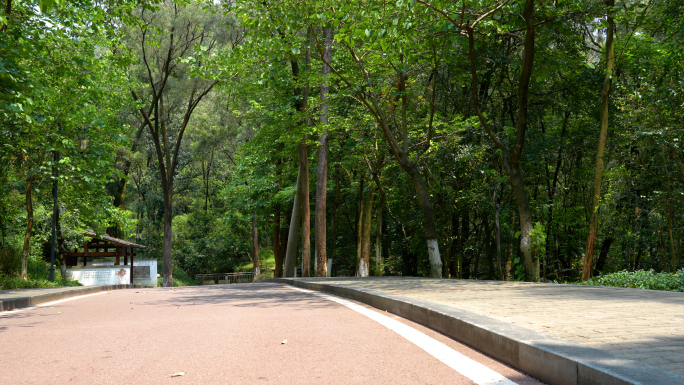 林间小路实拍