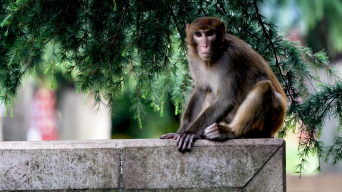 4K高清实拍黔灵山公园猕猴子觅食带娃视频视频素材