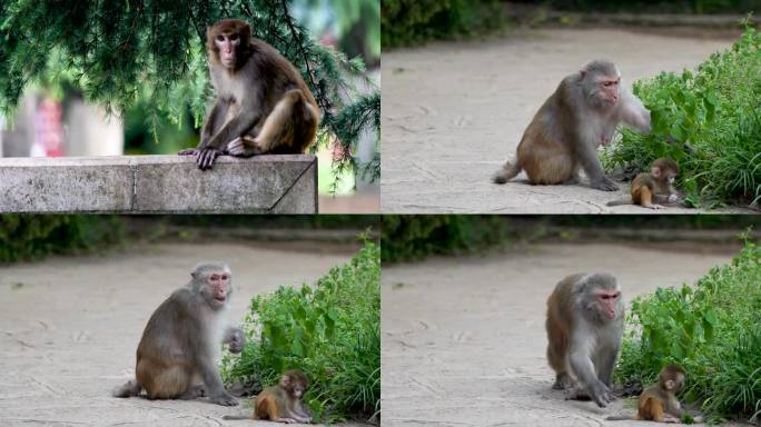 4K高清实拍黔灵山公园猕猴子觅食带娃视频