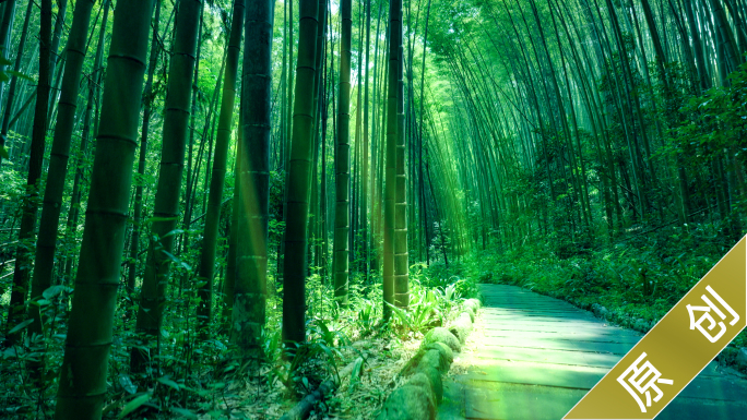 竹林 绿竹 自然生态 禅意 唯美空镜