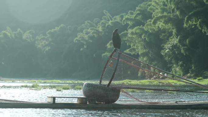 桂林阳朔漓江鸬鹚剪影