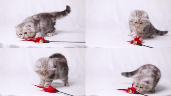 小奶猫玩逗猫棒素材