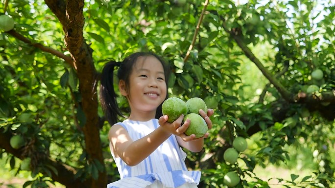 奈李种植