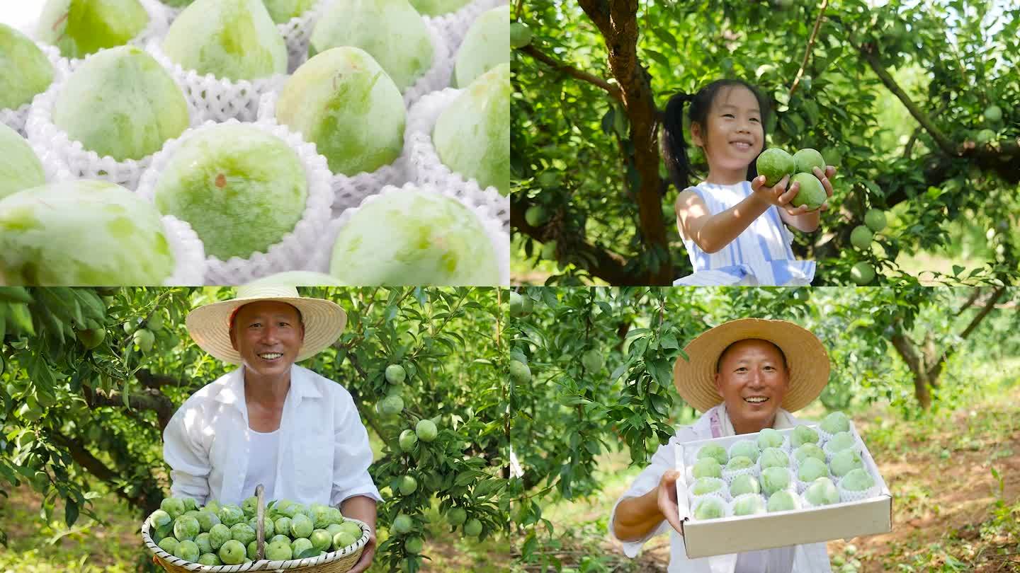 奈李种植