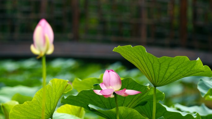 荷花 花海 盛夏