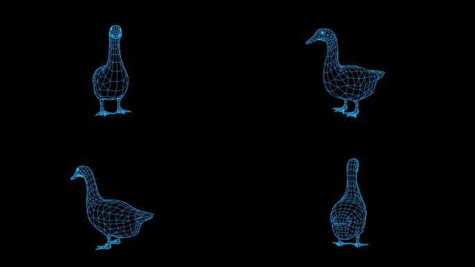 4K蓝色全息线线框科技鸭子动画素材带通道