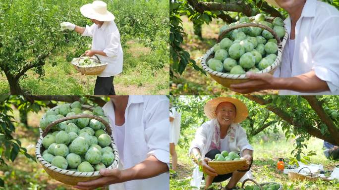 奈李种植基地