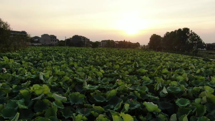 安义古村 莲花荷叶 绿色 夏天 盛开