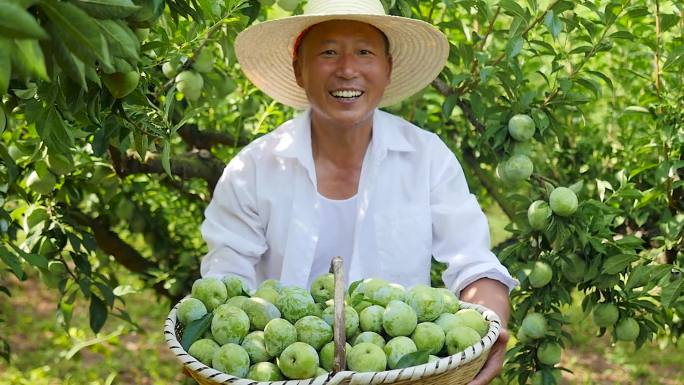 奈李采摘