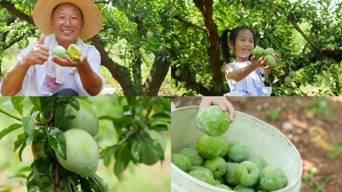 奈李种植