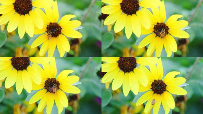 向日葵花蜜蜂采蜜4K升格实拍