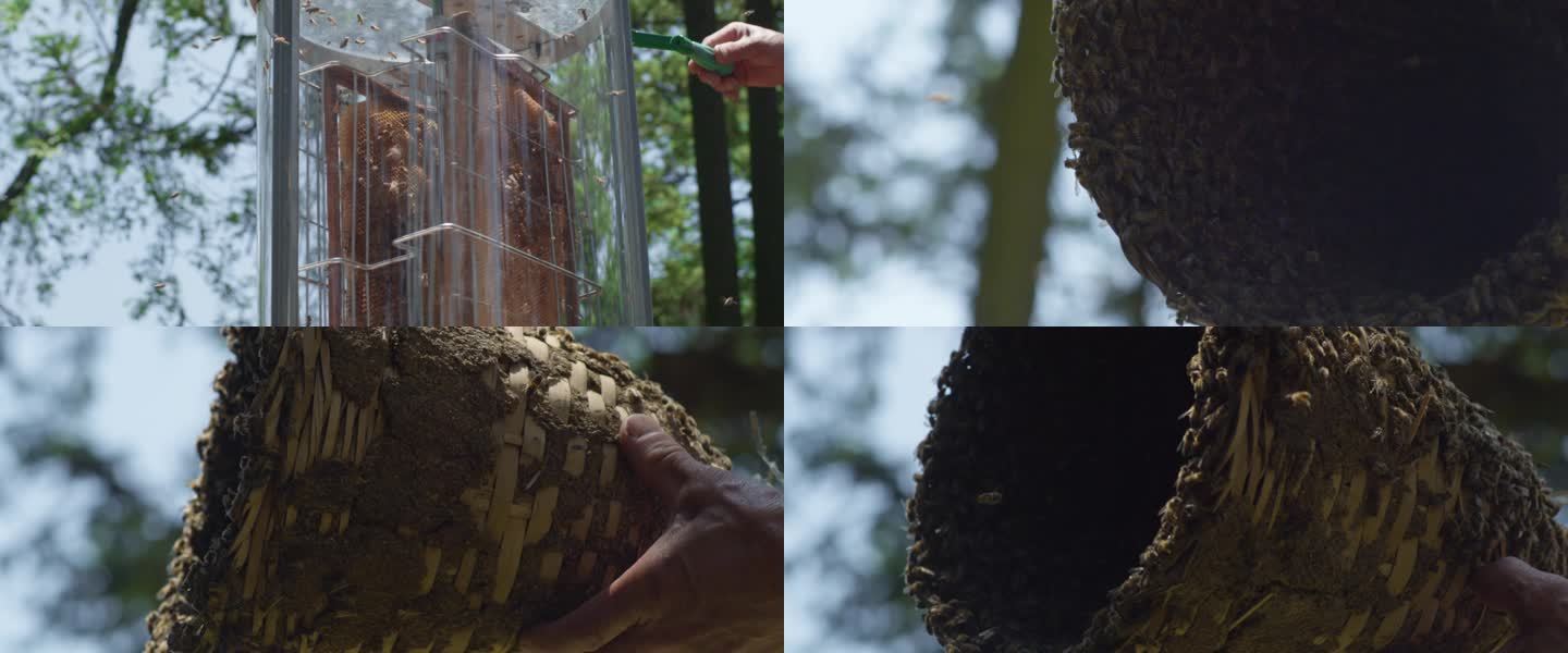 农村养蜂人采集蜂蜜养殖蜜蜂