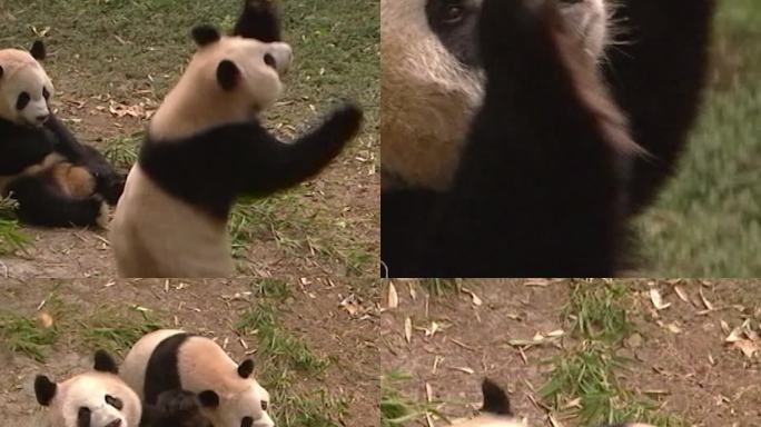 05年大熊猫吃饭影像