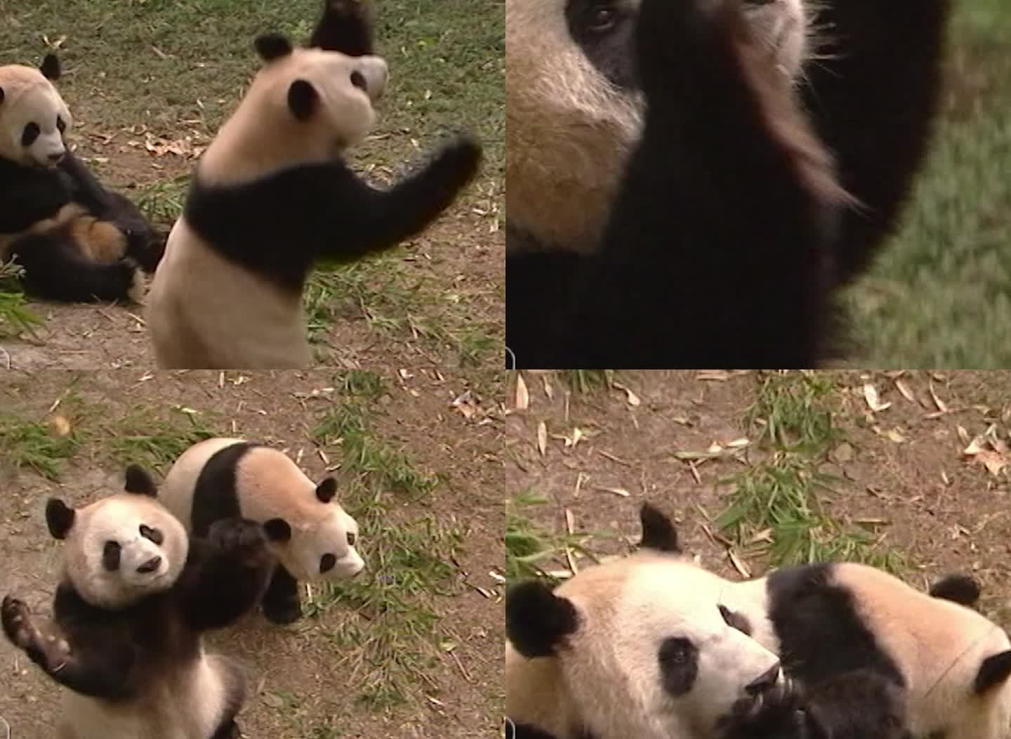 05年大熊猫吃饭影像