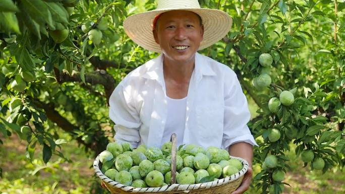 奈李种植基地