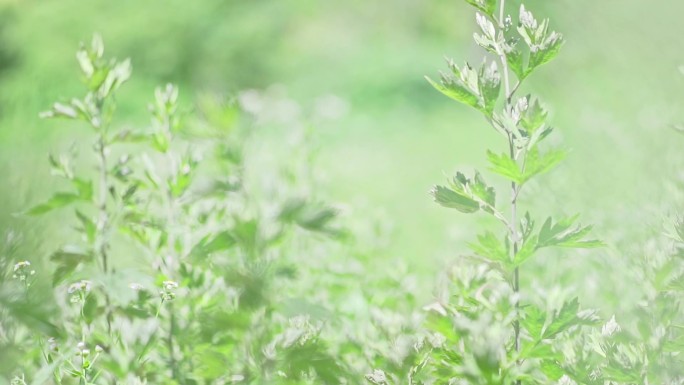 艾叶艾草中草药种植实拍视频