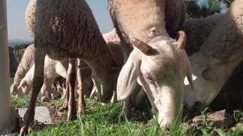 4K实拍羊吃草 羊群草地 牧羊视频素材