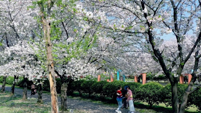 春季市民踏春赏樱花美景风光