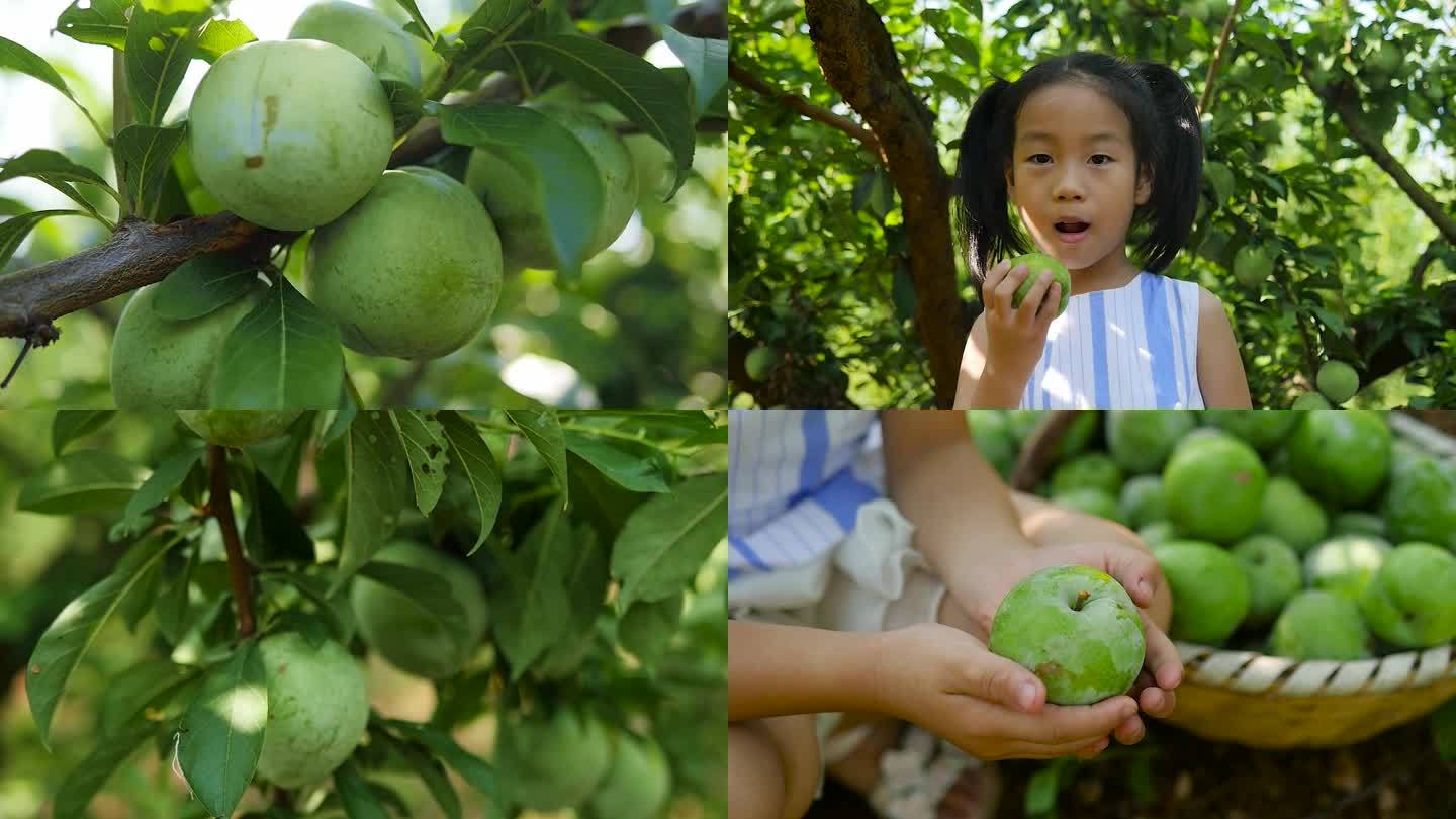 奈李种植