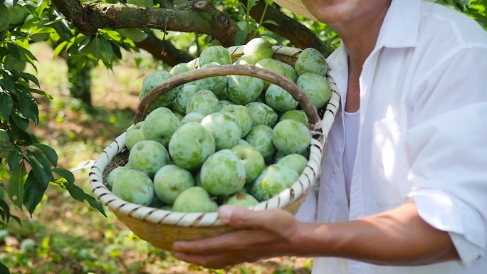 奈李产地