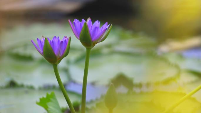 睡莲 鸟 花 4K