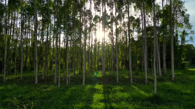 原始生态阳光光影绿植树林