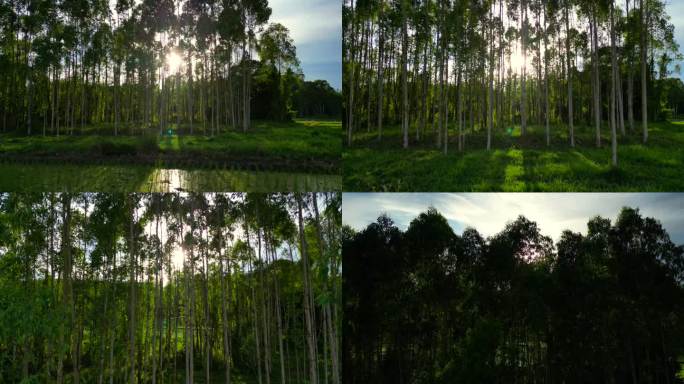 原始生态阳光光影绿植树林