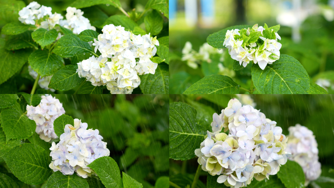 雨中的绣球花实拍