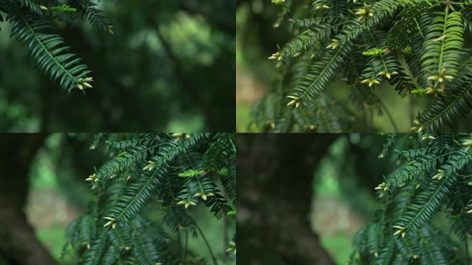 浙江春天香榧树叶开花叶子特写实拍原素材