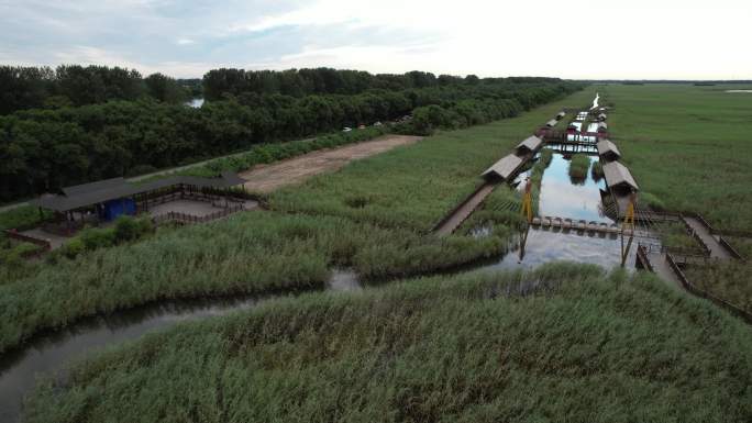 盘锦 芦苇 鸟类 河流 芦苇塘 辽宁