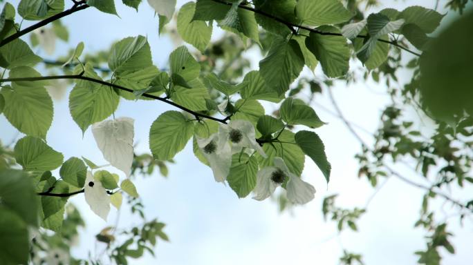 珙桐鸽子花嫩叶嫩芽枝条01