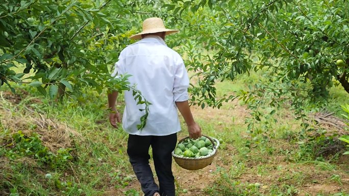 奈李种植