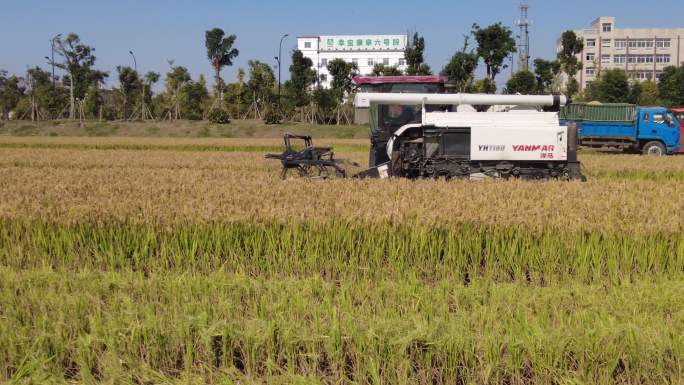 4K高清水稻农作物机器收割