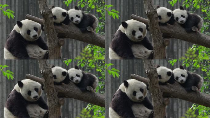 大熊猫一家子在休息