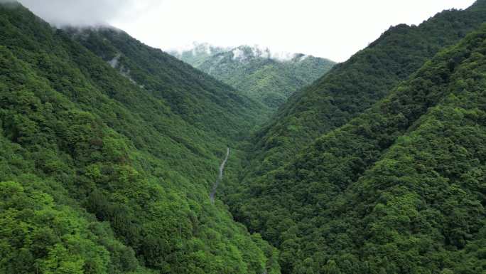 航拍祖国大好河山湖北神农架绿色植物森林