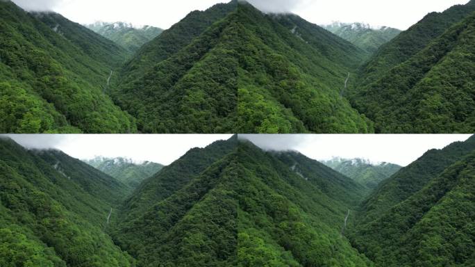 航拍祖国大好河山湖北神农架绿色植物森林