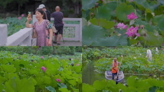 荷塘荷花游客