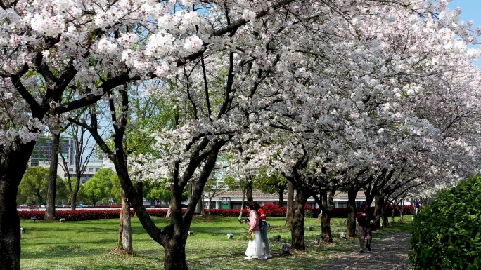 公园小道樱花美景 航拍
