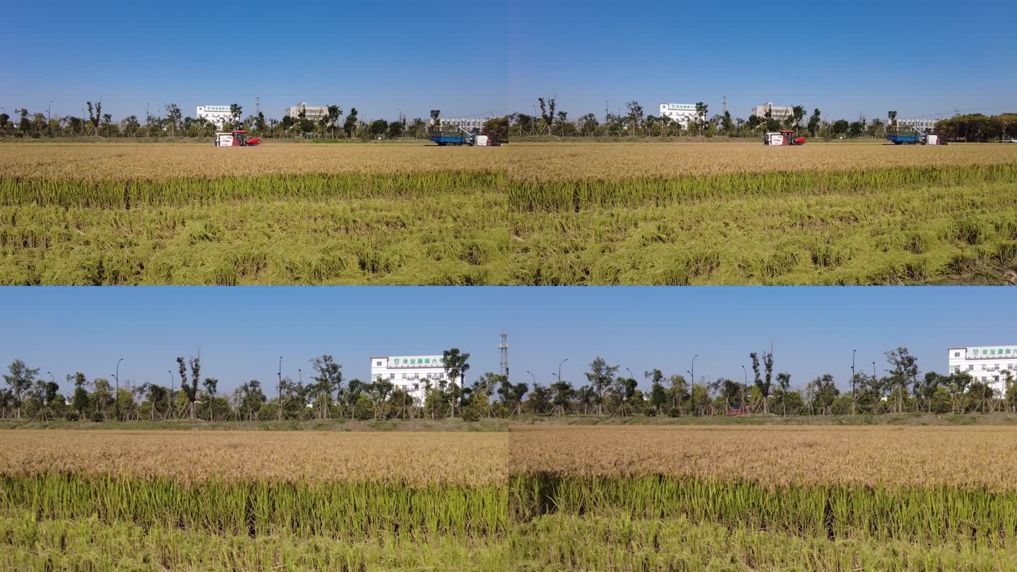 4K高清水稻收割农场