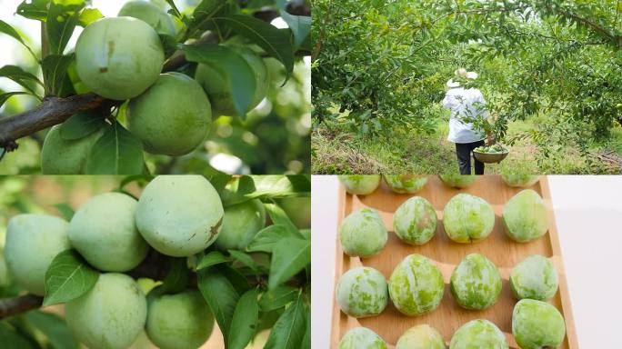 奈李种植基地