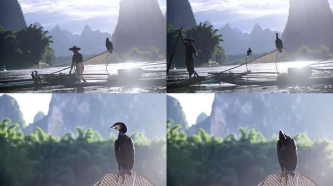 漓江鱼鹰 阳朔美景