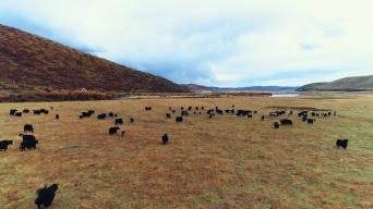 藏羚羊 耗牛 航拍视频素材