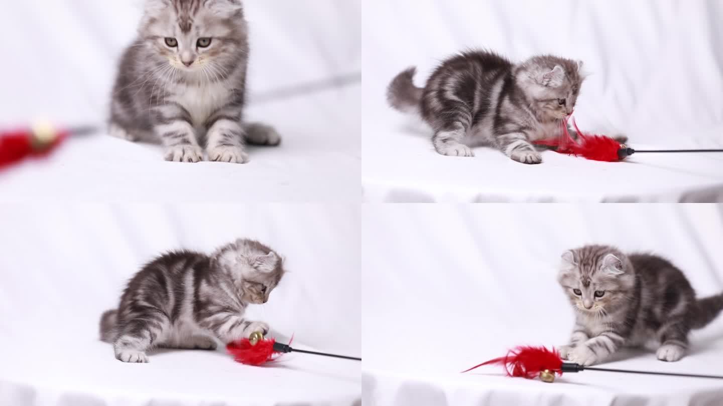小奶猫玩逗猫棒素材