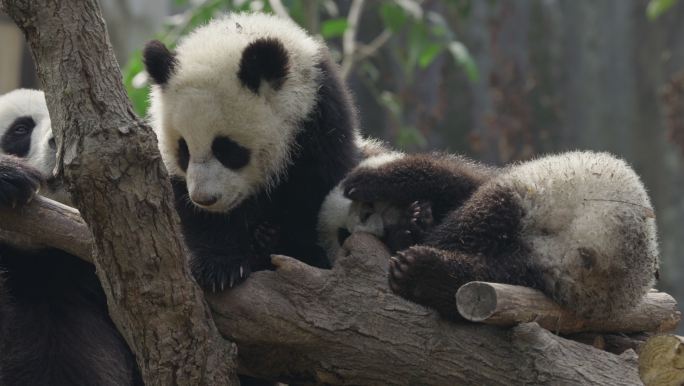 树上睡觉的大熊猫幼崽特写