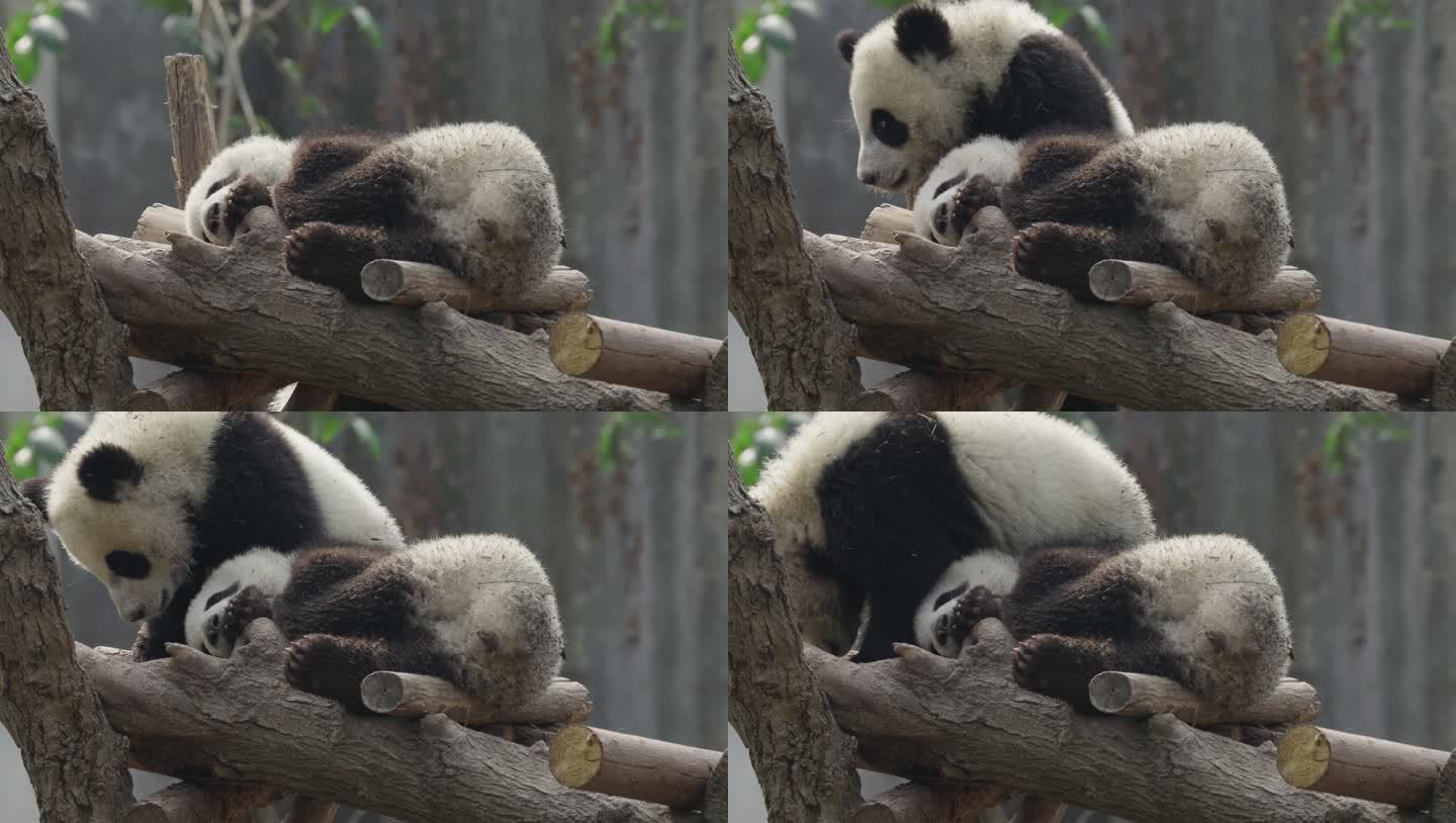 成都大熊猫基地 睡觉休息的幼年大熊