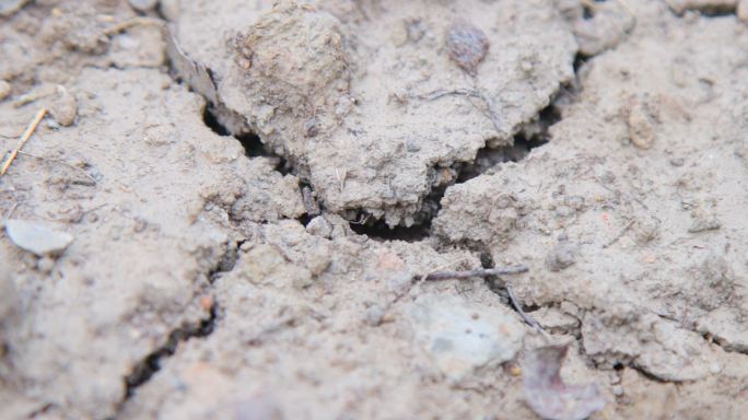 干旱土地地面干裂缺水旱灾4K实拍